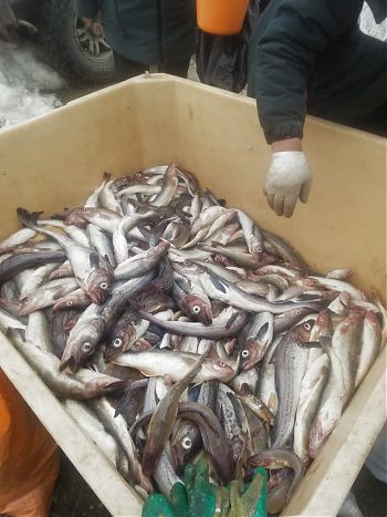 ООО «Заря»